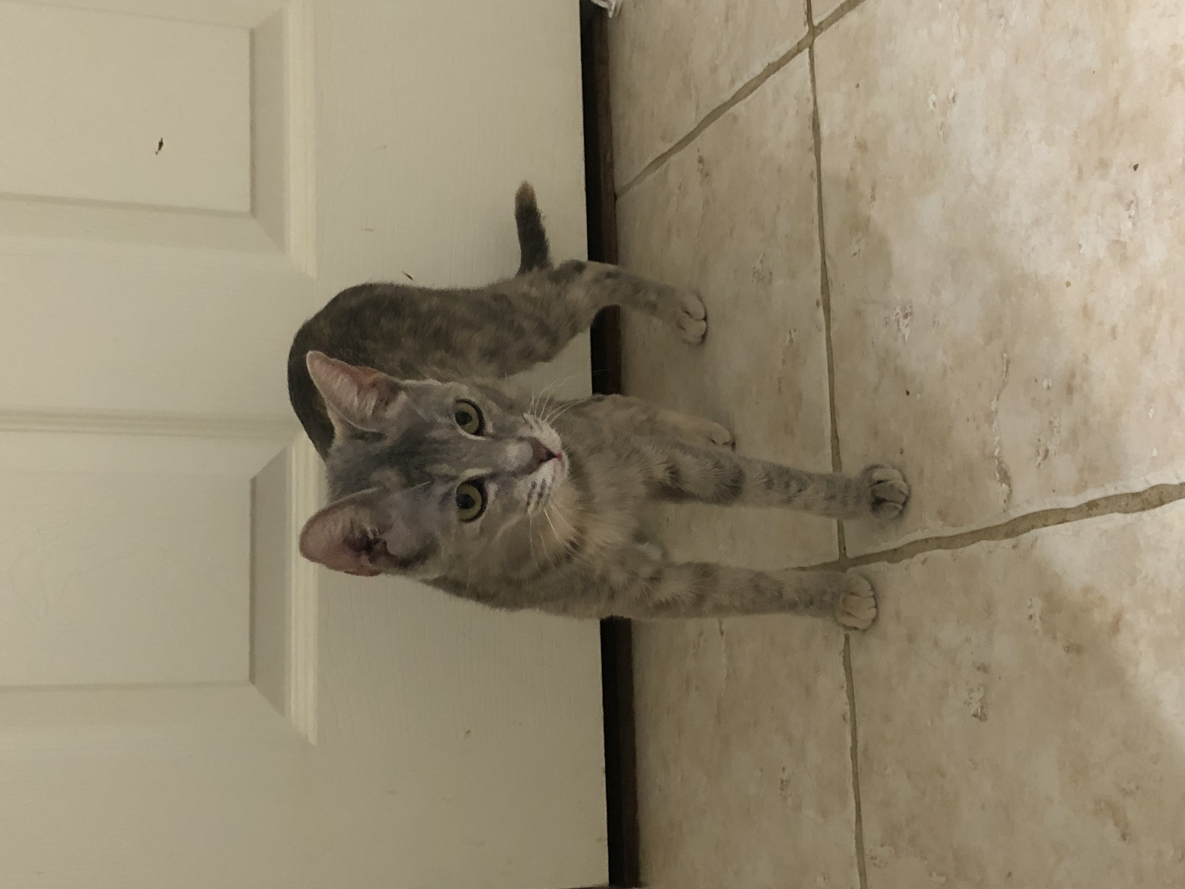 Addy - Kuykendahl Petsmart, a Adoptable mixed breed in Spring, TX image 2/6