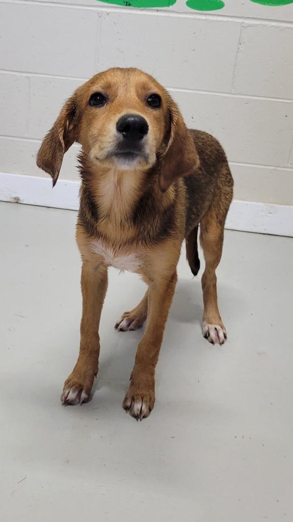 Enlarge Jelly Bean, a Adoptable mixed breed in Metter, GA image 1/1