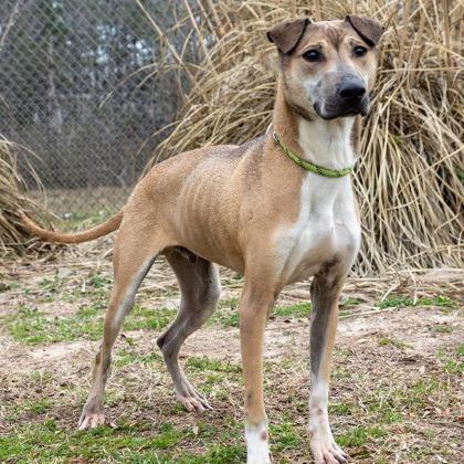 Enlarge Russell, a Adoptable mixed breed in Tyler, TX image 1/6