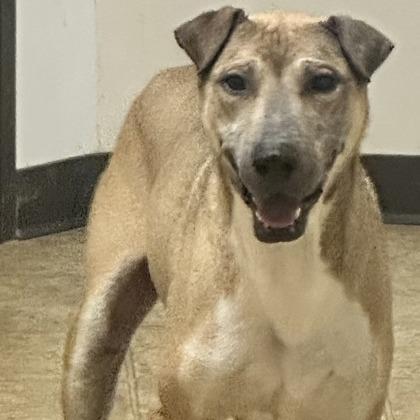 Enlarge Russell, a Adoptable mixed breed in Tyler, TX image 2/6