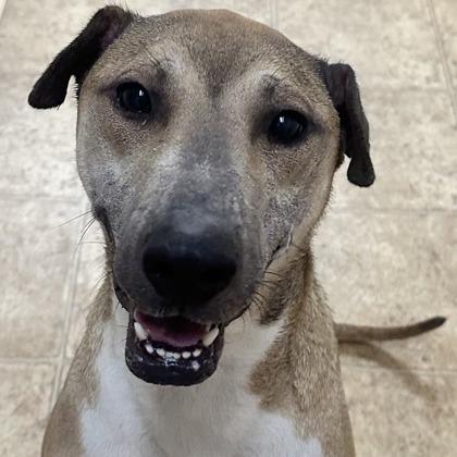 Enlarge Russell, a Adoptable mixed breed in Tyler, TX image 3/6
