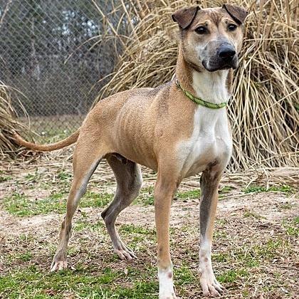 Enlarge Russell, a Adoptable mixed breed in Tyler, TX image 4/6