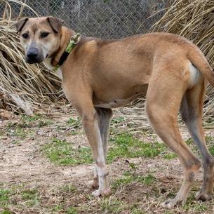 Enlarge Russell, a Adoptable mixed breed in Tyler, TX image 5/6