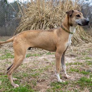 Enlarge Russell, a Adoptable mixed breed in Tyler, TX image 6/6
