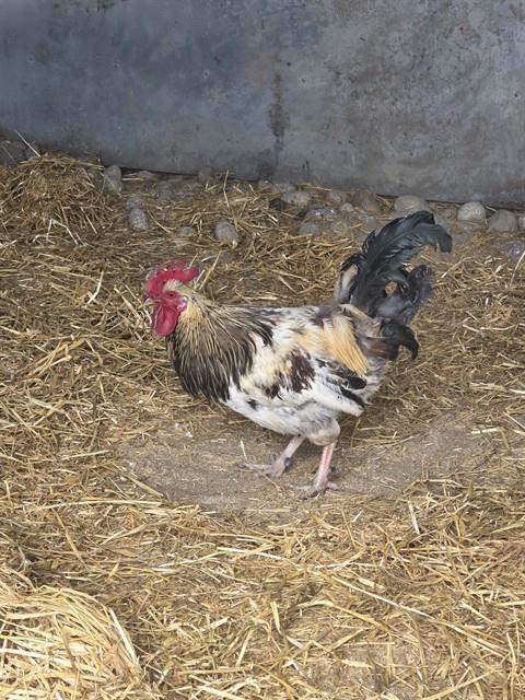 CLUCKIN', Adoptable, Adult Male Chicken.