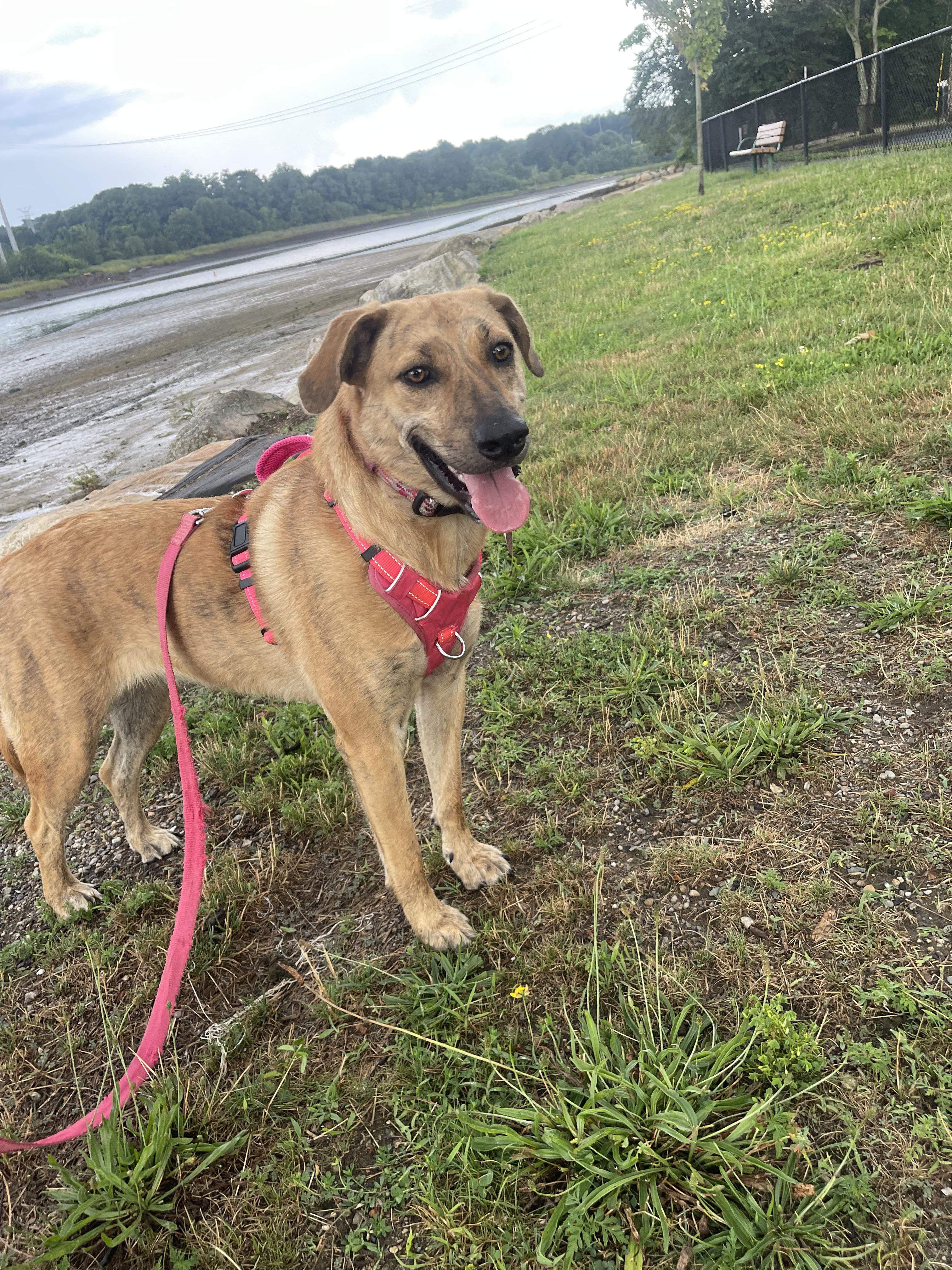 Mary - Fostered in Mass., a Adoptable mixed breed in Willington, CT image 6/6