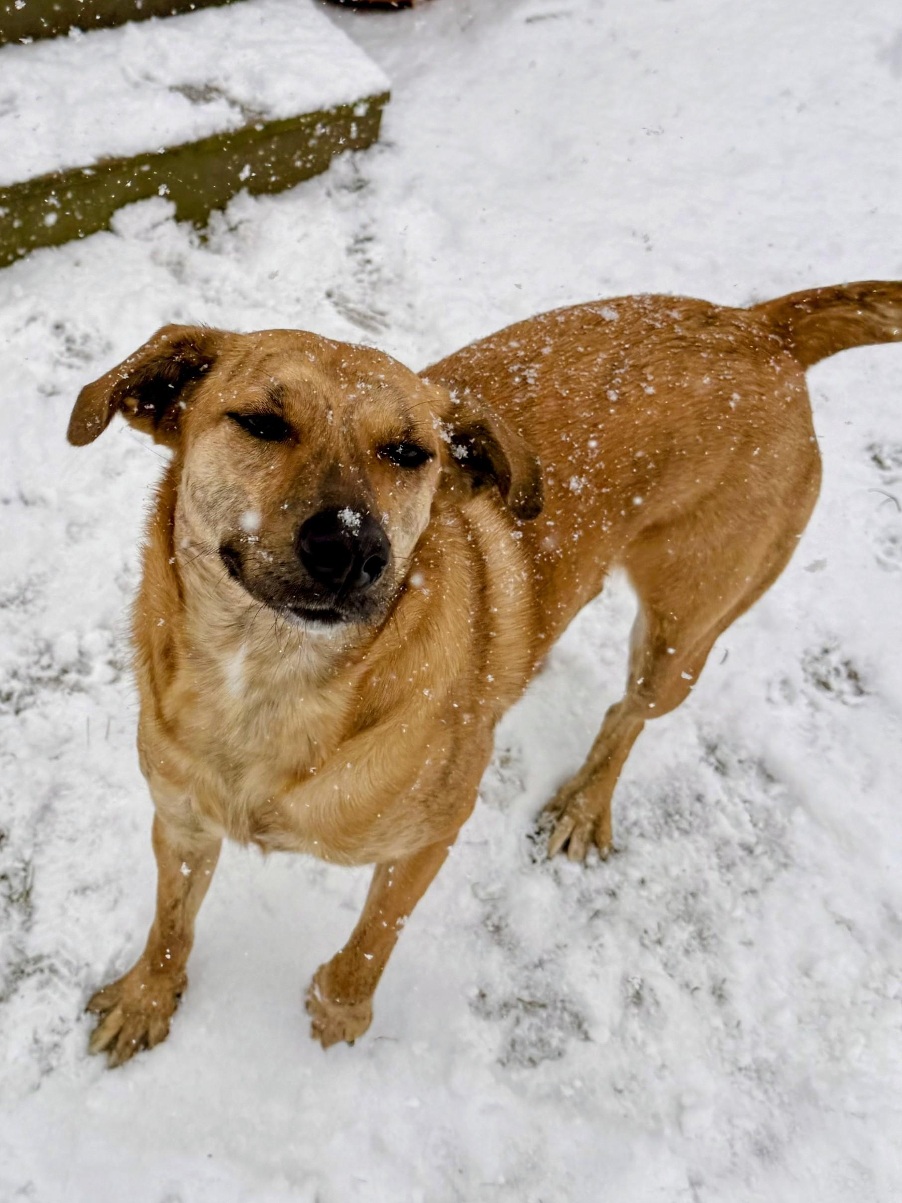 Mary - Fostered in Mass., a Adoptable mixed breed in Willington, CT image 2/6