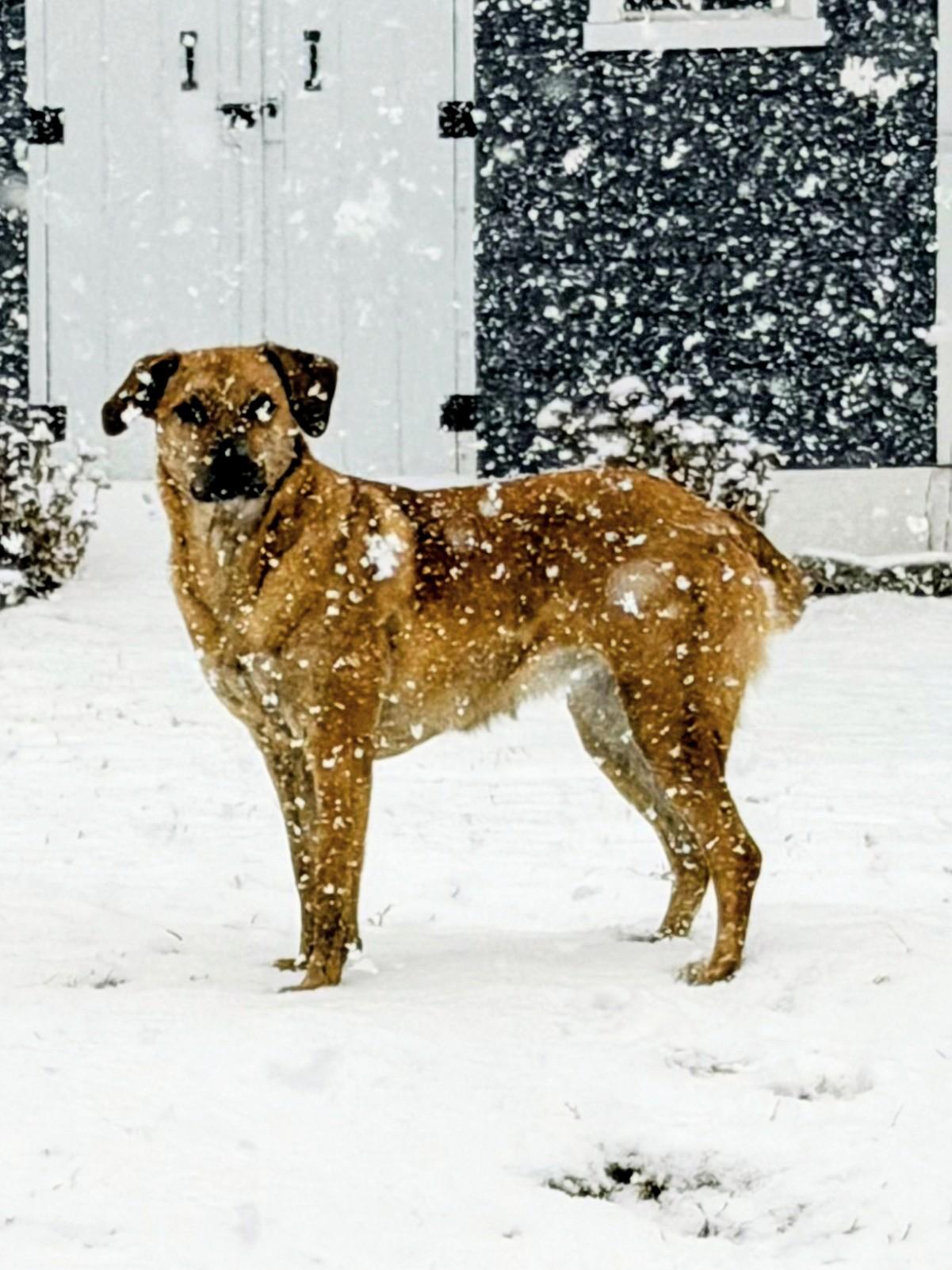 Mary - Fostered in Mass., Adoptable, Young Female Labrador Retriever & Yellow Labrador Retriever.