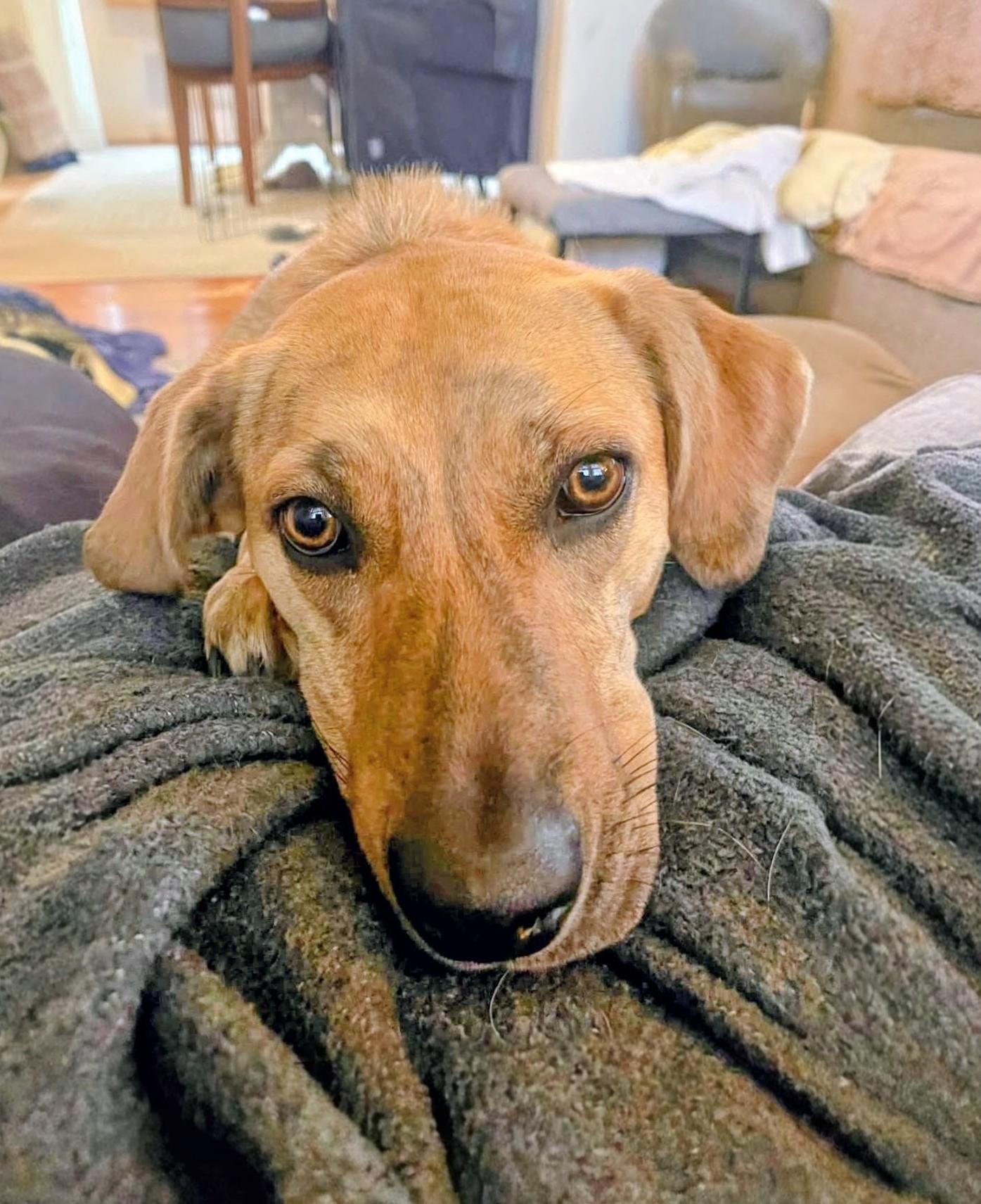 Enlarge Mary - Fostered in Mass., an adopted mixed breed in Willington, CT image 1/6