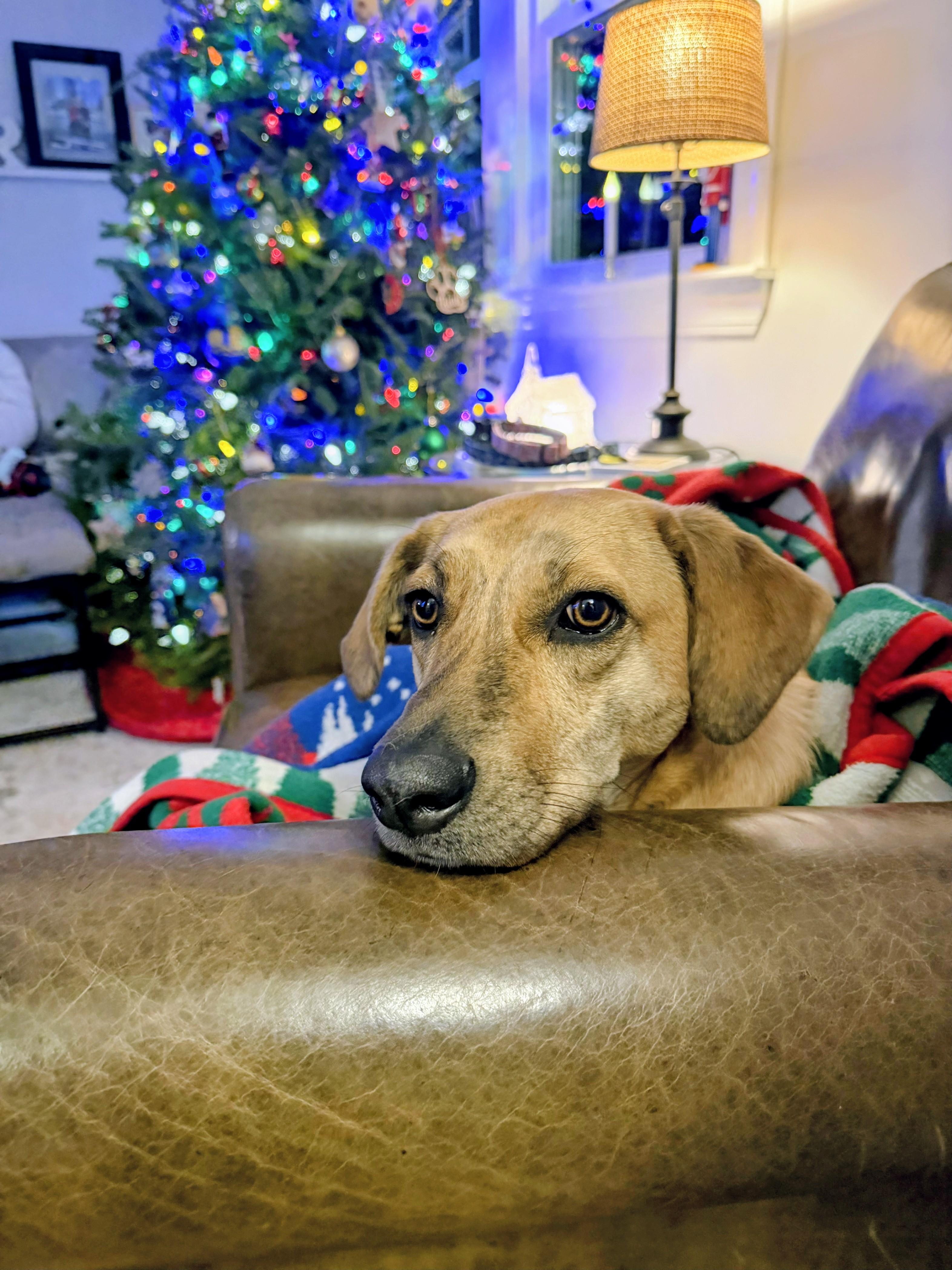 Enlarge Mary - Fostered in Massachusetts, a Adoptable mixed breed in Willington, CT image 2/6