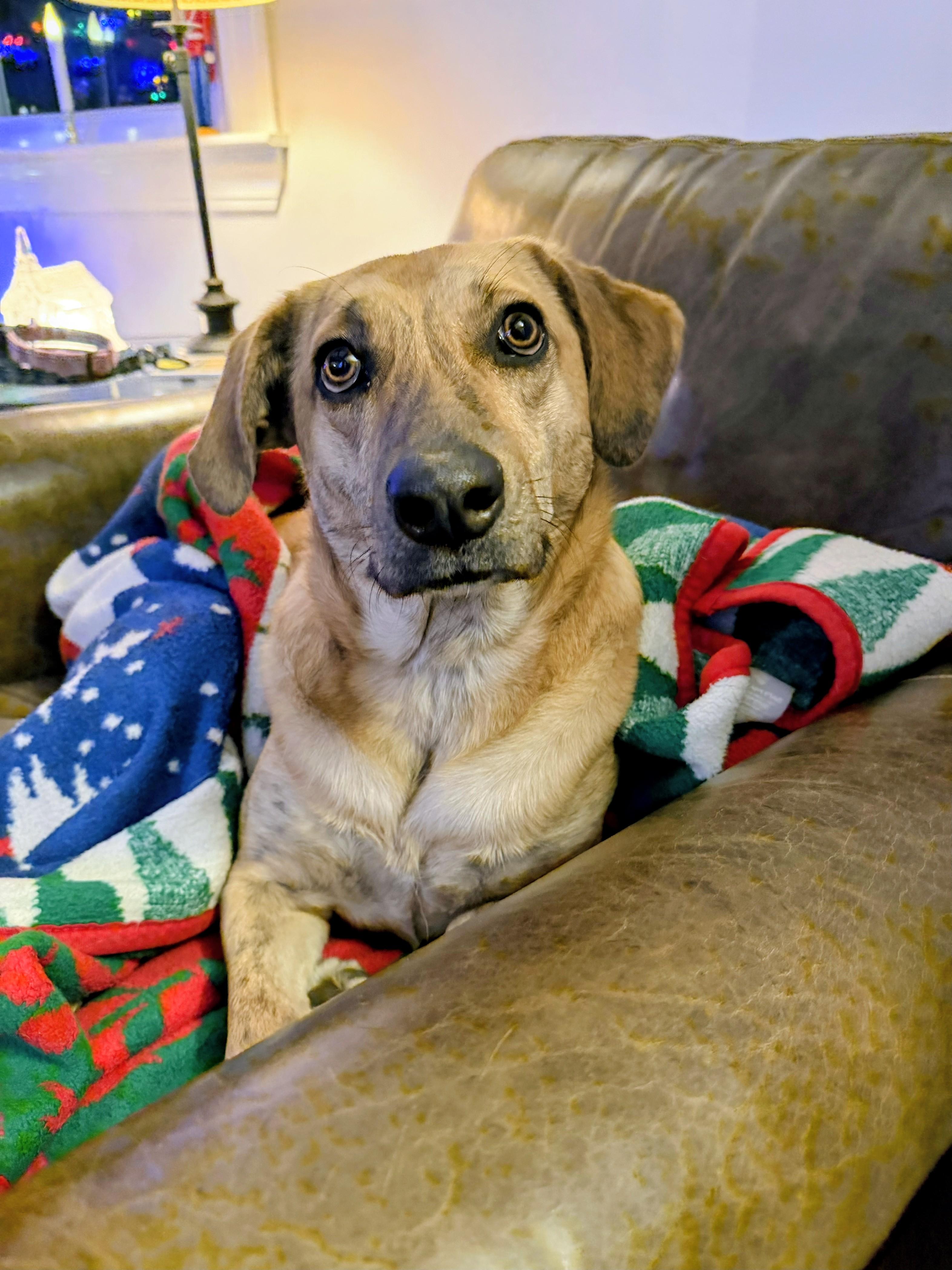 Enlarge Mary - Fostered in Massachusetts, a Adoptable mixed breed in Willington, CT image 3/6