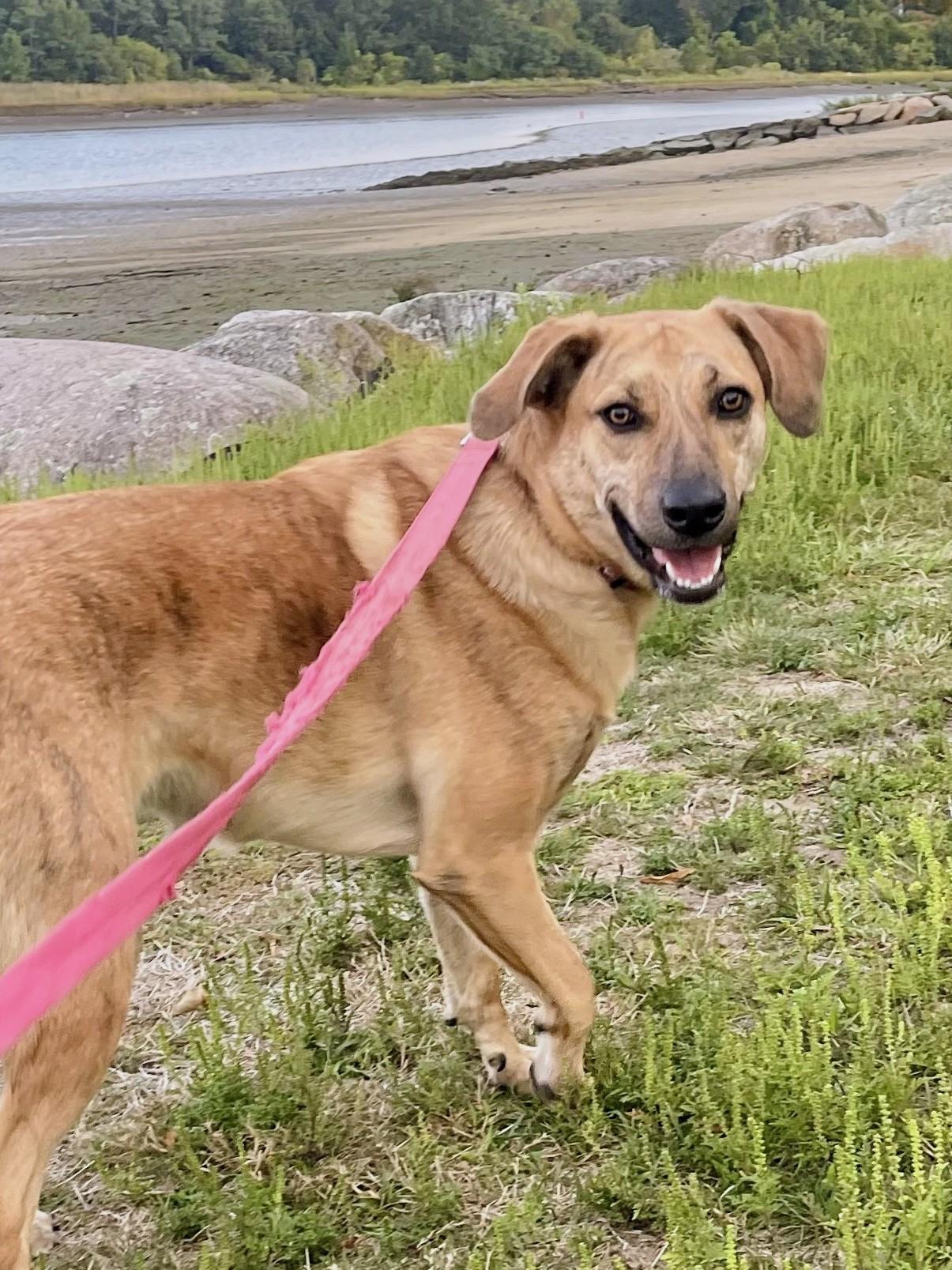 Mary - Fostered in Massachusetts, Adoptable, Young Female Labrador Retriever & Yellow Labrador Retriever.