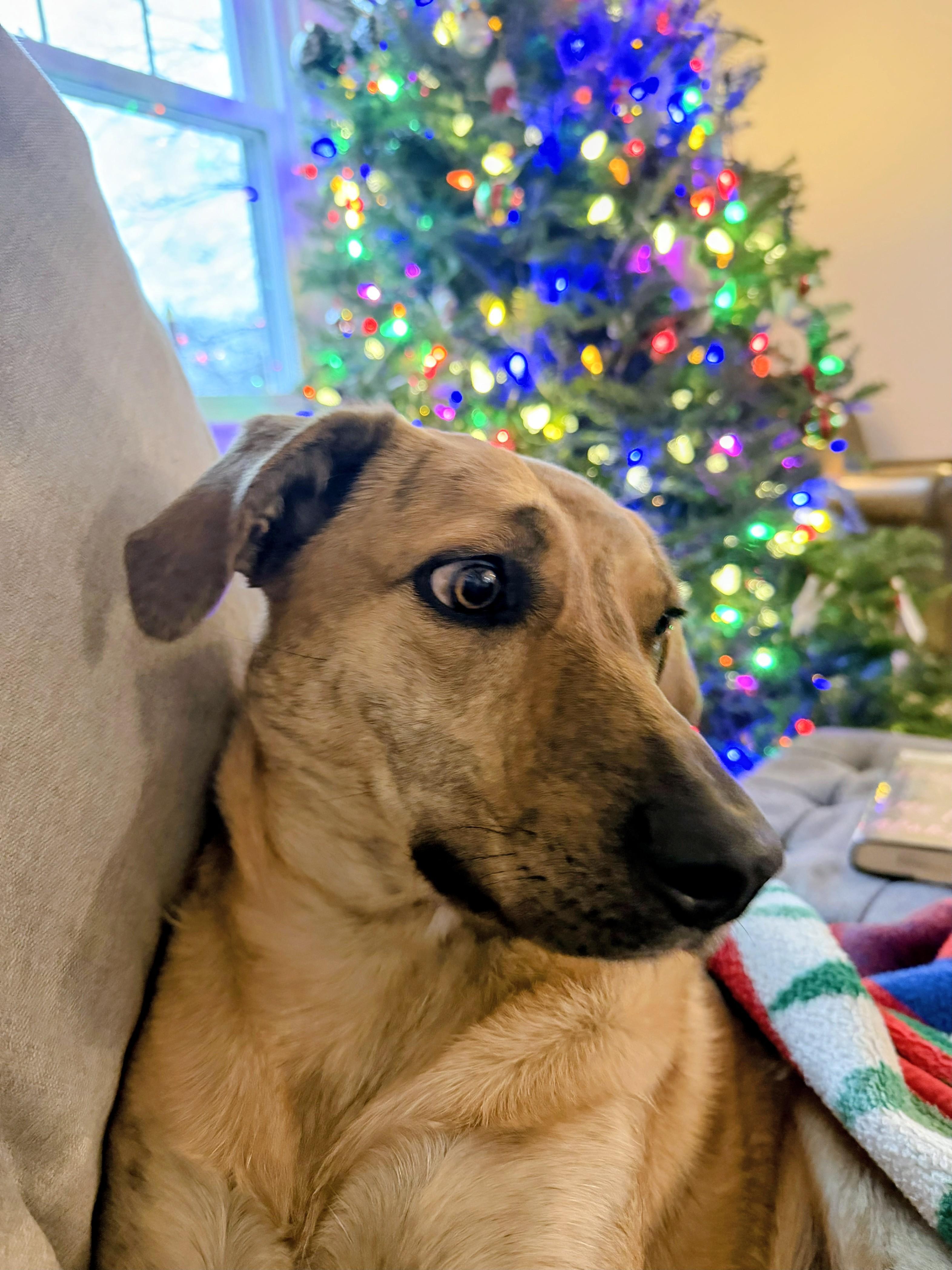 Mary - In Mass, Adoptable, Young Female Labrador Retriever & Yellow Labrador Retriever.