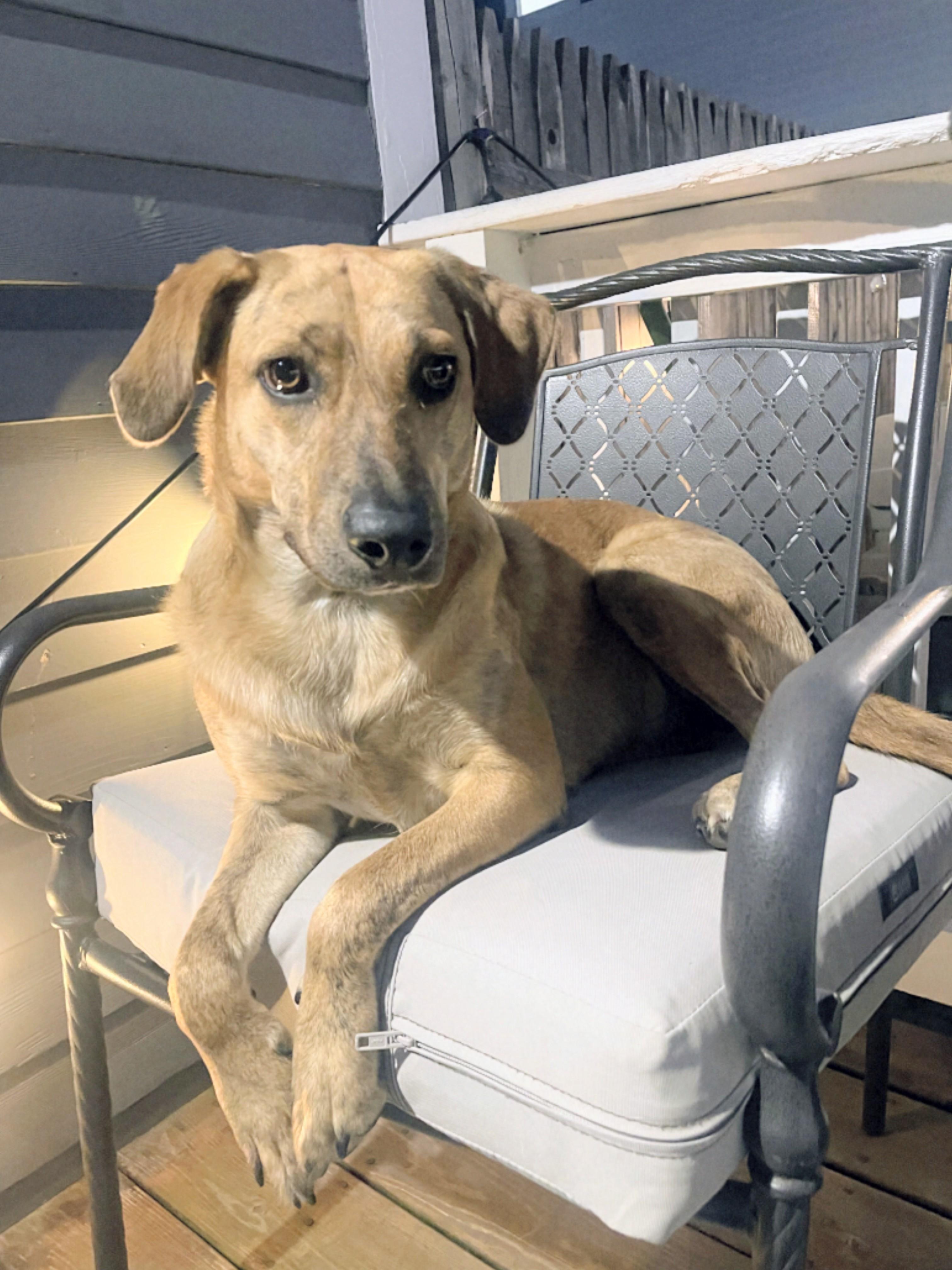 Mary - Fostered in Mass., a Adoptable mixed breed in Willington, CT image 5/6