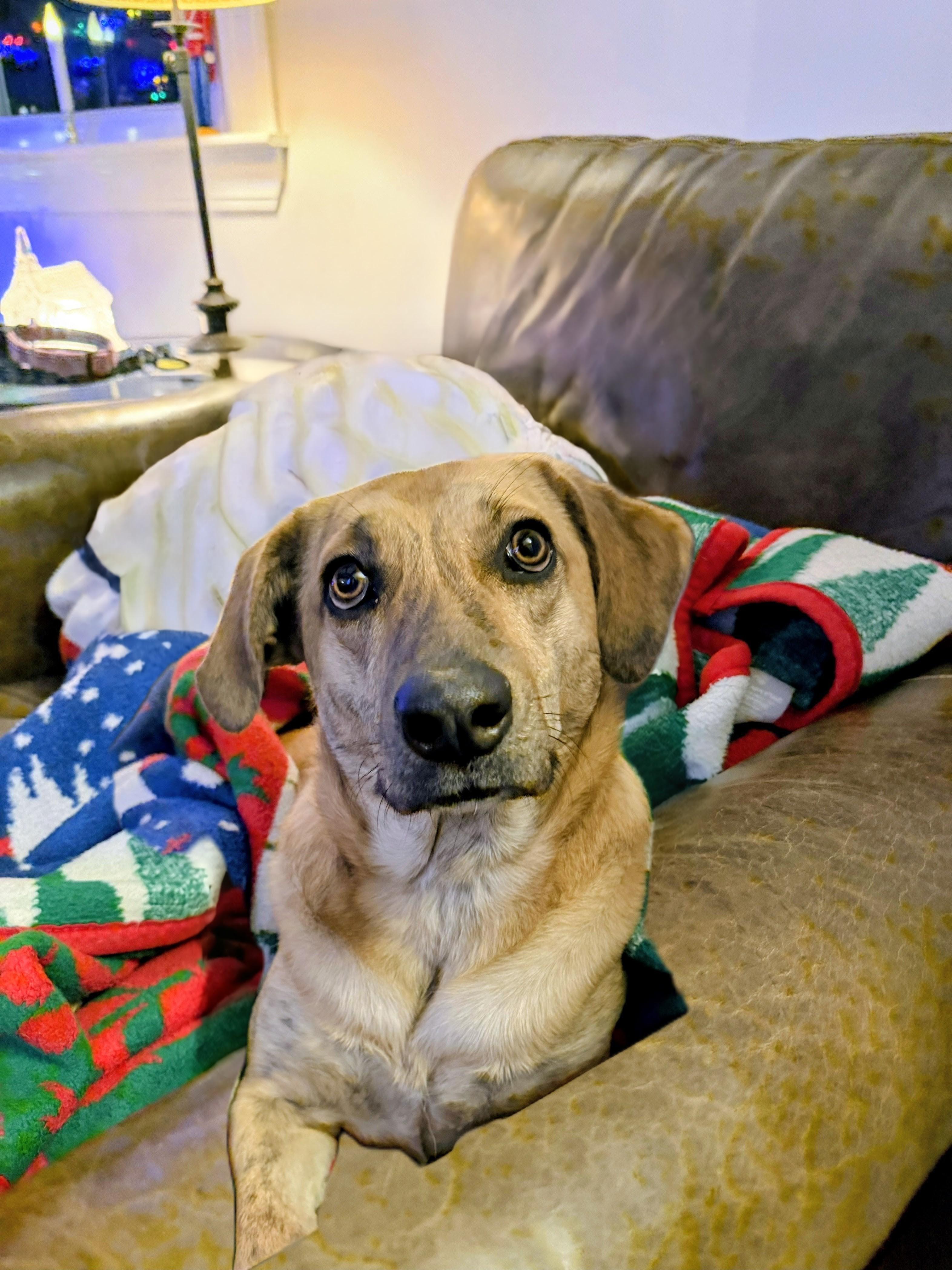 Enlarge Mary - In Mass, a Adoptable mixed breed in Willington, CT image 3/4