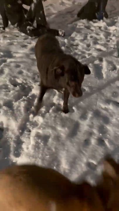 Enlarge Mary - Fostered in Mass., a Adoptable mixed breed in Willington, CT video 4/6