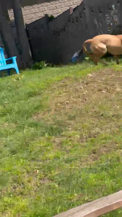 Enlarge Mary - Fostered in Massachusetts, a Adoptable mixed breed in Willington, CT video 4/6