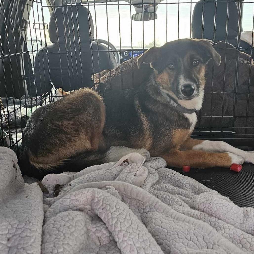 Charlotte, Adopted, Young Female Mixed Breed.