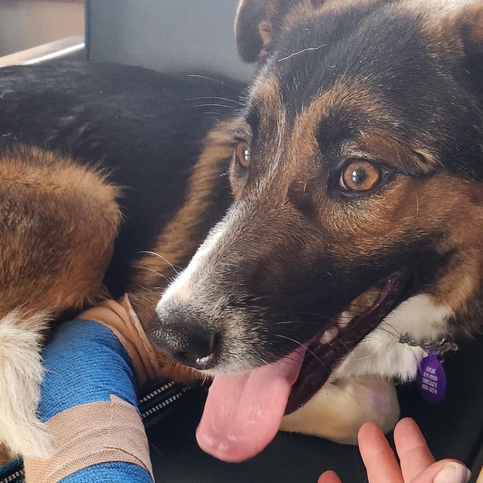 Enlarge Charlotte, a Adopted Mixed Breed in Bismarck, ND image 2/4