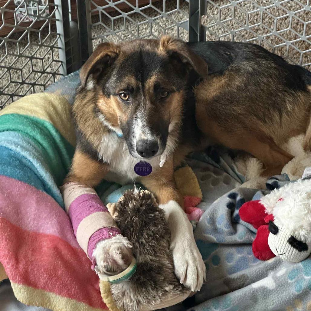 Enlarge Charlotte, a Adopted Mixed Breed in Bismarck, ND image 3/4