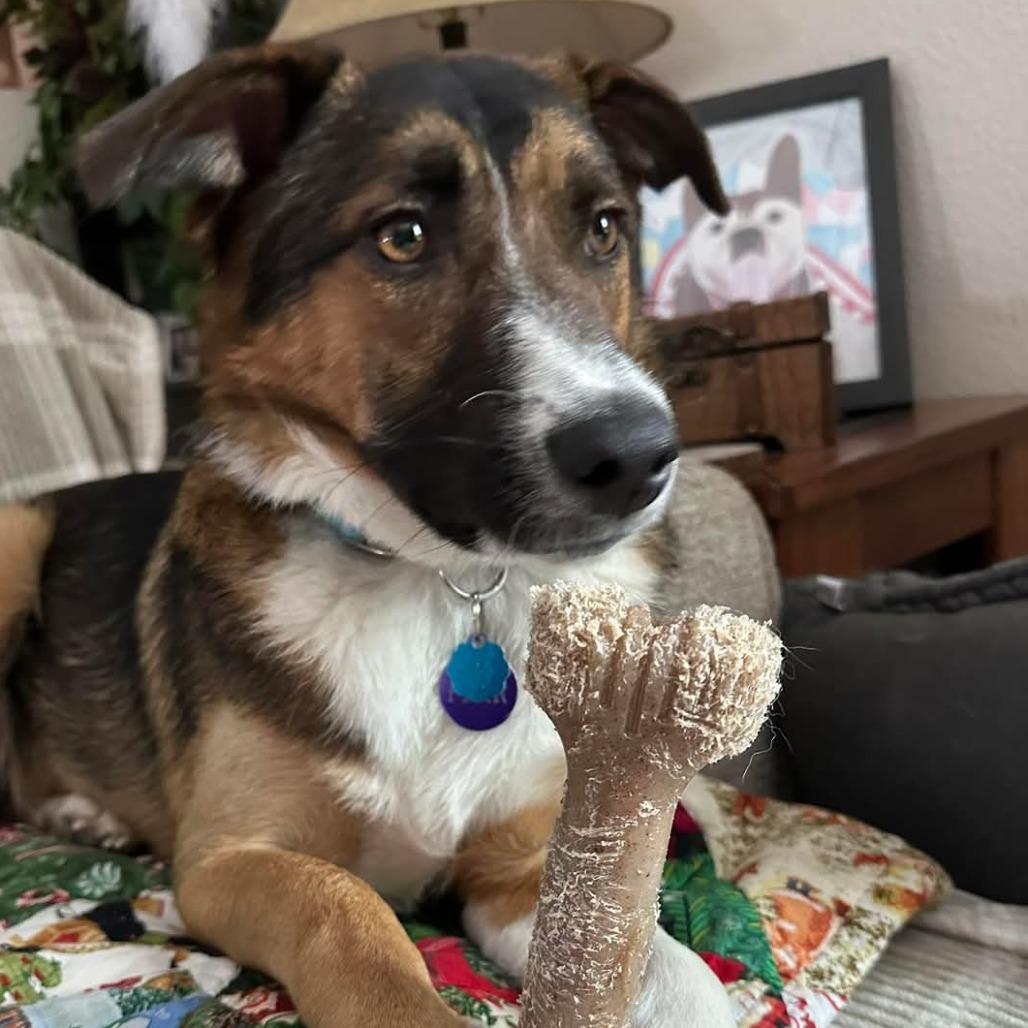 Enlarge Charlotte, a Adopted Mixed Breed in Bismarck, ND image 4/4