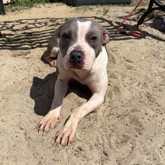 Enlarge Tweety, a ADOPTABLE mixed breed in Valdosta, GA image 3/3