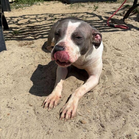 Enlarge Tweety, a ADOPTABLE mixed breed in Valdosta, GA image 2/3