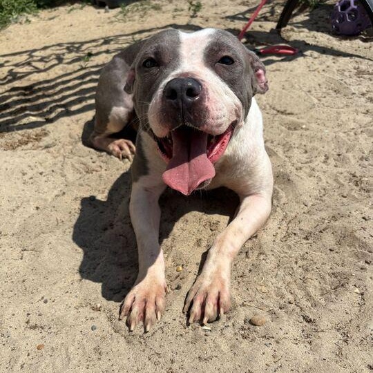 Tweety, ADOPTABLE, Young Female Pit Bull Terrier.