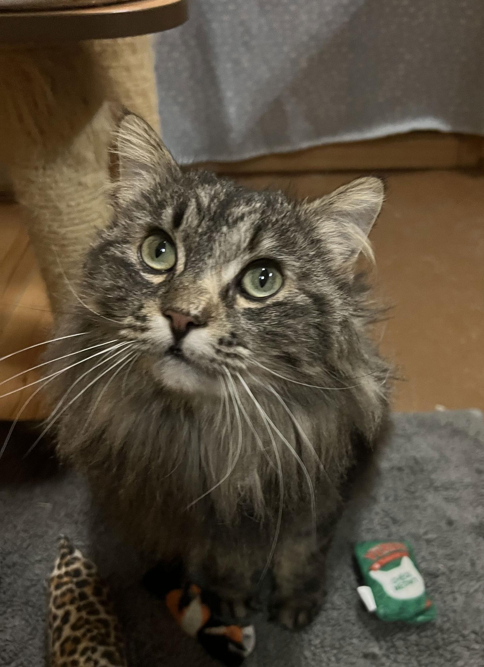 Enlarge Georgie, a Adoptable Domestic Long Hair in Blasdell, NY image 1/1