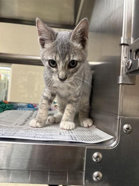 Enlarge Mittens A220887, a Adopted Domestic Short Hair in Plano, TX image 1/1
