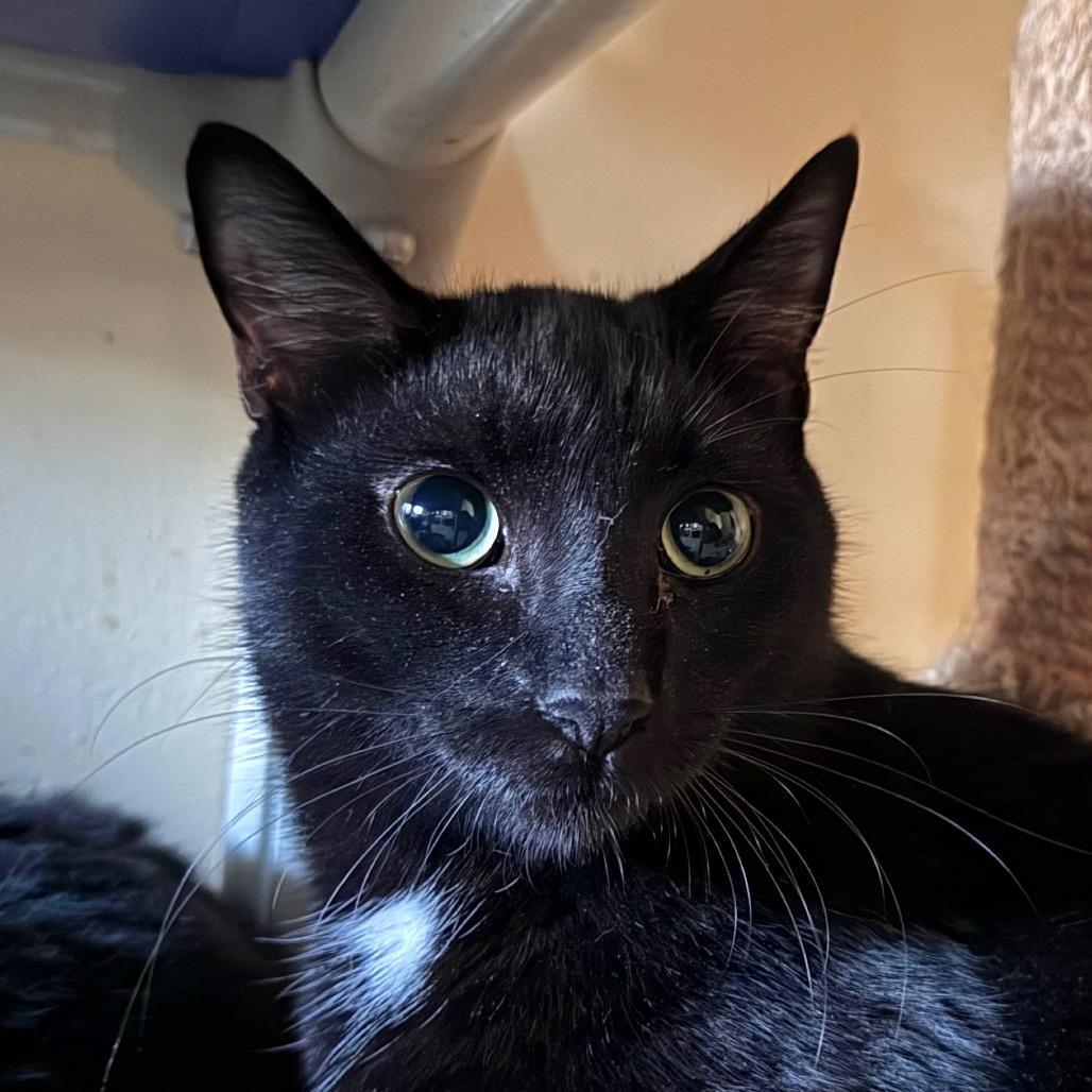 Ian, Adoptable, Young Male Domestic Short Hair.