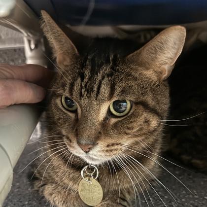 Brian, adoptable, Adult Male Domestic Short Hair.