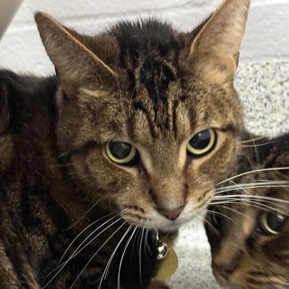 Enlarge Brian, an adoptable mixed breed in Lansing, MI image 2/2