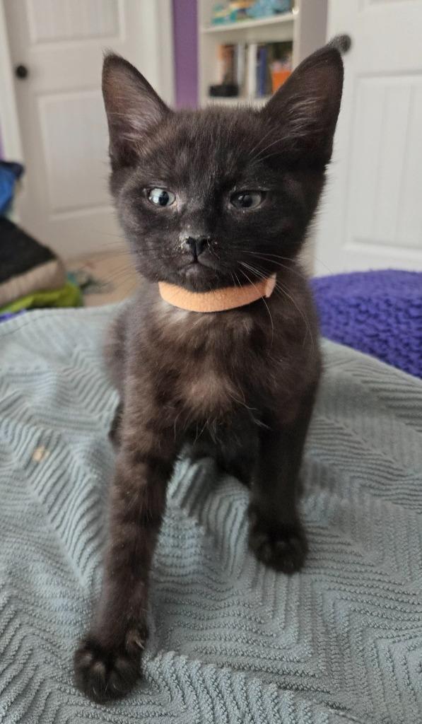 Michaelangelo, Adoptable, Kitten Male Domestic Short Hair.