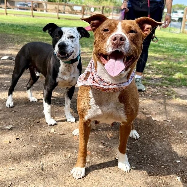 Paisley Love brings connection and affection — thumbnail 3