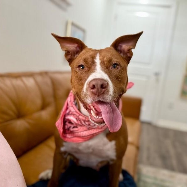 Paisley Love brings connection and affection — thumbnail 5