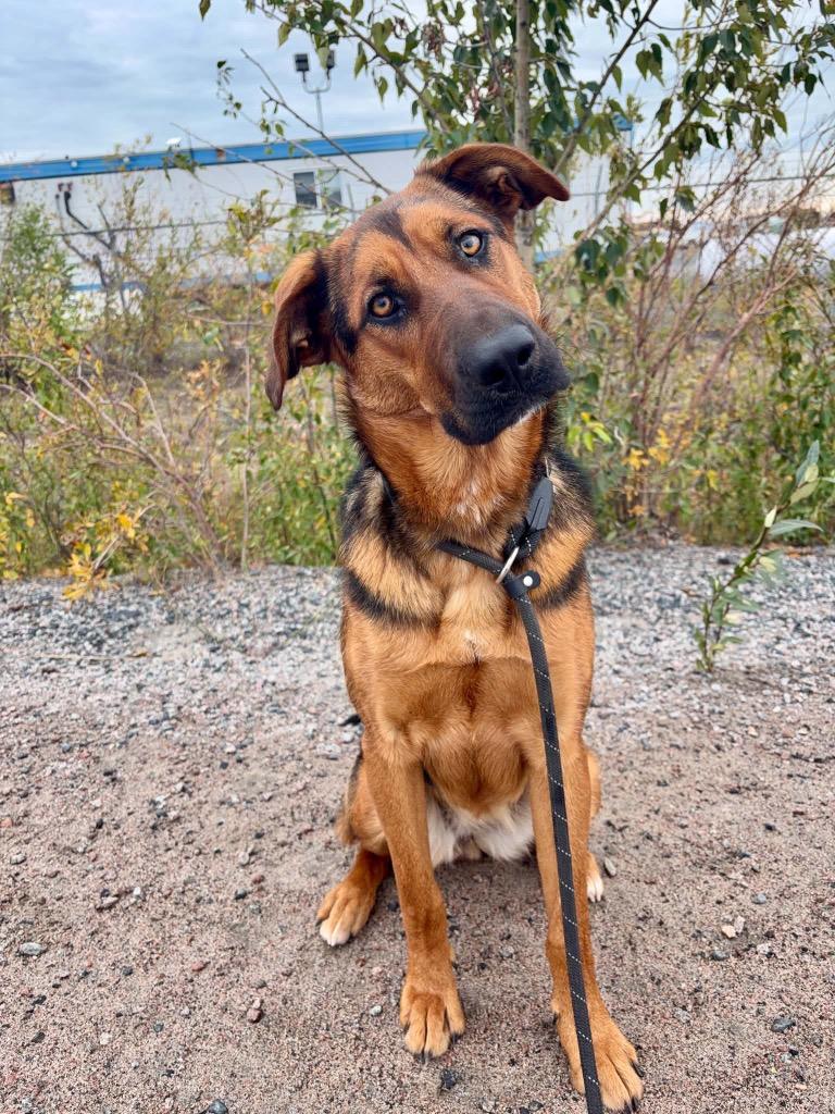 Bon Bon, Adoptable, Young Female Shepherd & Labrador Retriever.