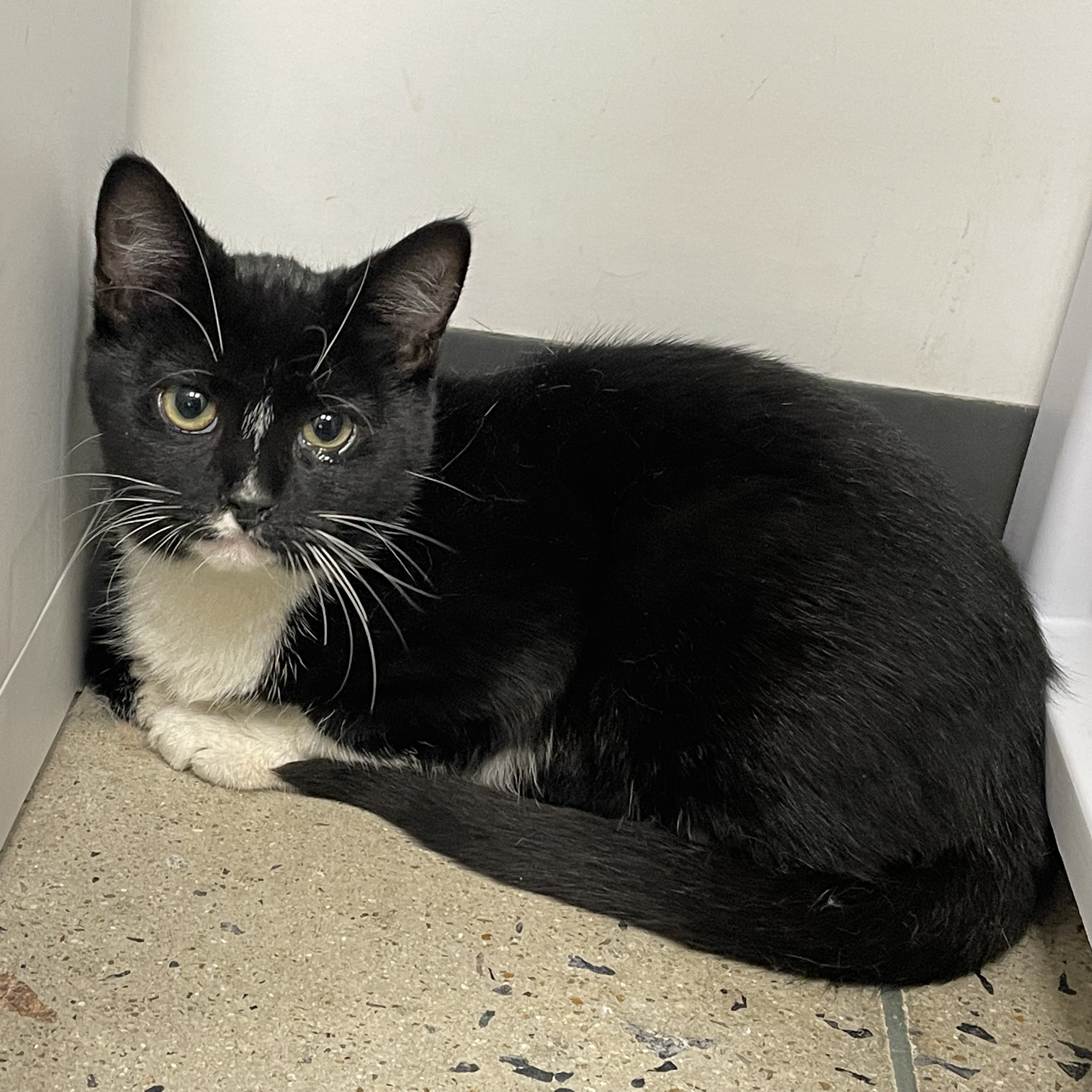 Cat for adoption Libby, a Domestic Short Hair in Richmond, VA Petfinder