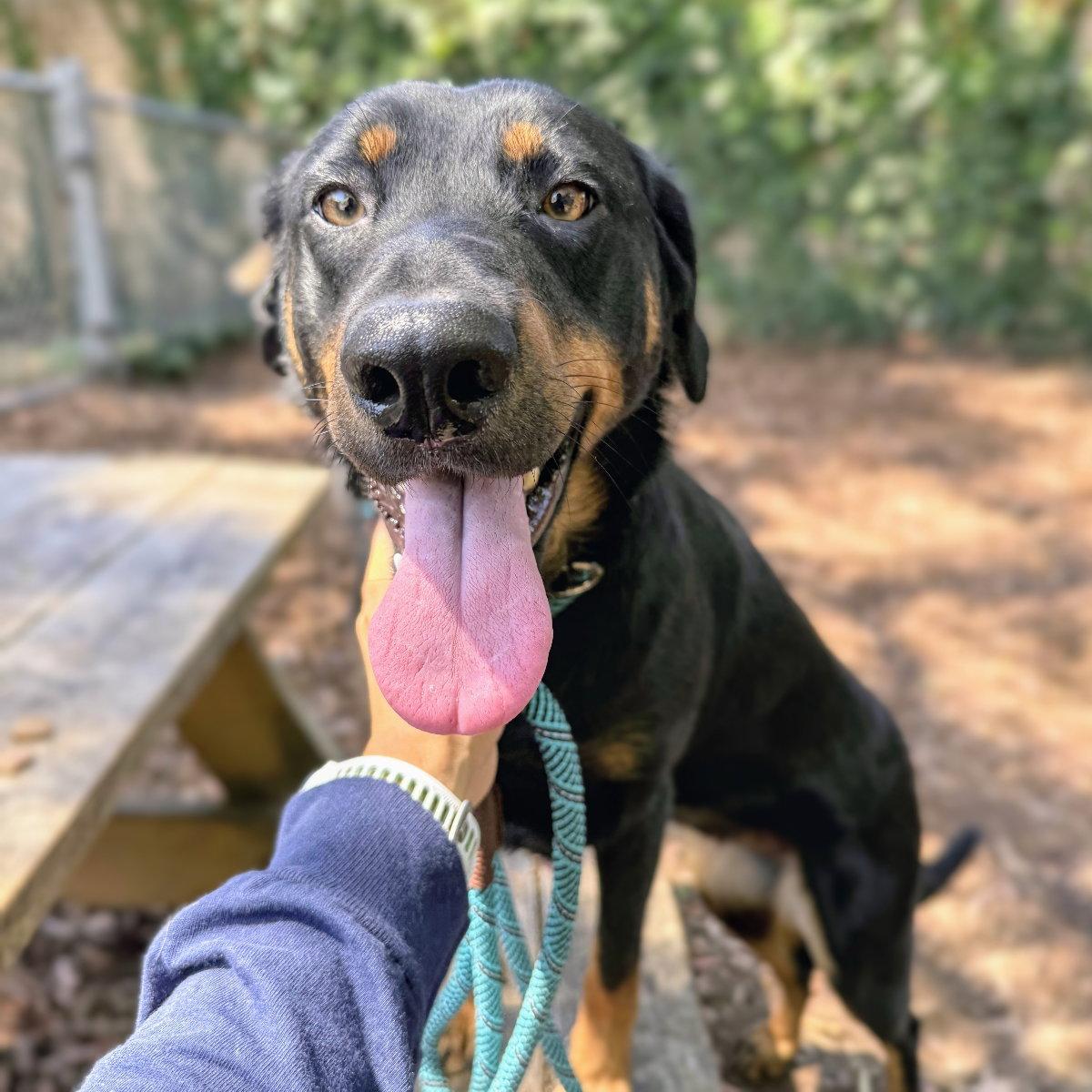 Susy, a Adoptable Rottweiler in Oakland, CA image 1/3