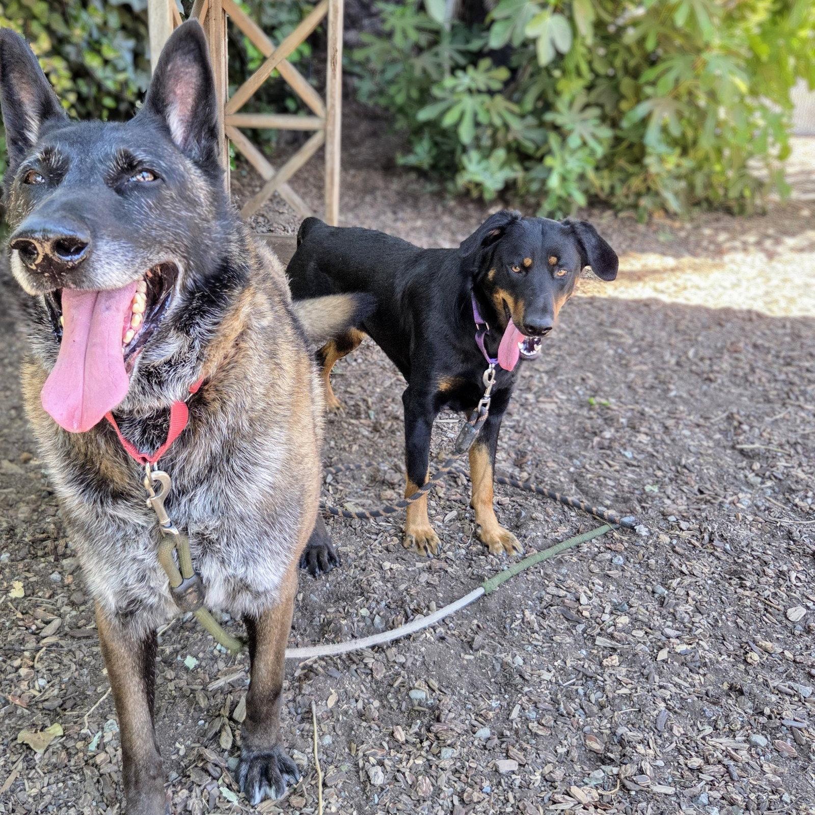 Susy, a Adoptable Rottweiler in Oakland, CA image 2/3