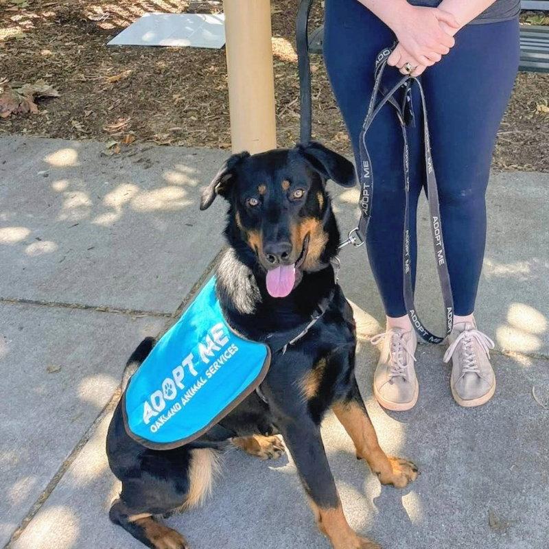 Susy, a Adoptable Rottweiler in Oakland, CA image 3/3