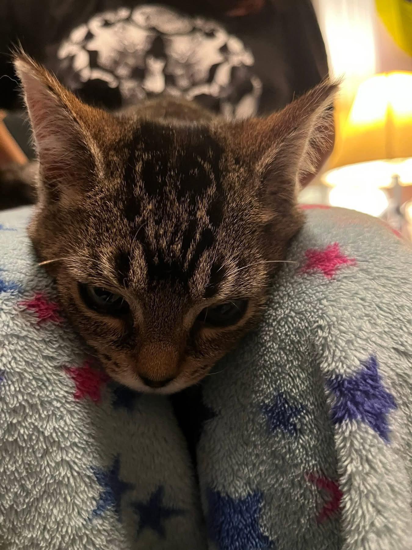 Enlarge Tova, an adopted Domestic Short Hair in Cleveland, OH image 2/3