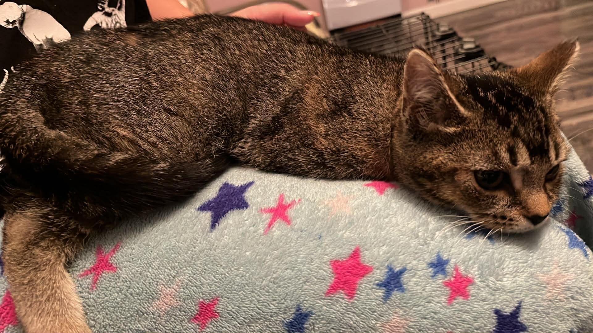 Enlarge Tova, an adopted Domestic Short Hair in Cleveland, OH image 3/3