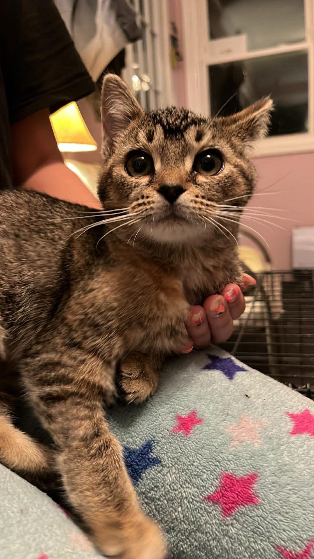 Tova, adopted, Kitten Female Domestic Short Hair.