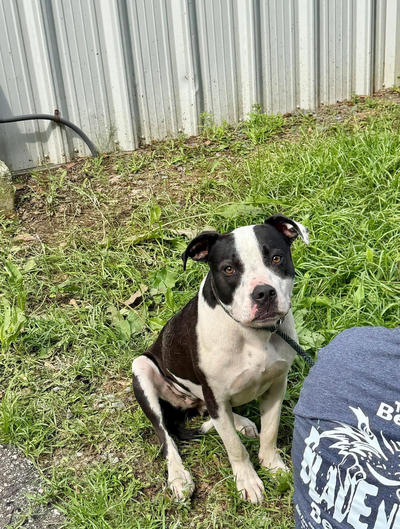 Lola, ADOPTABLE, Adult Female American Staffordshire Terrier.