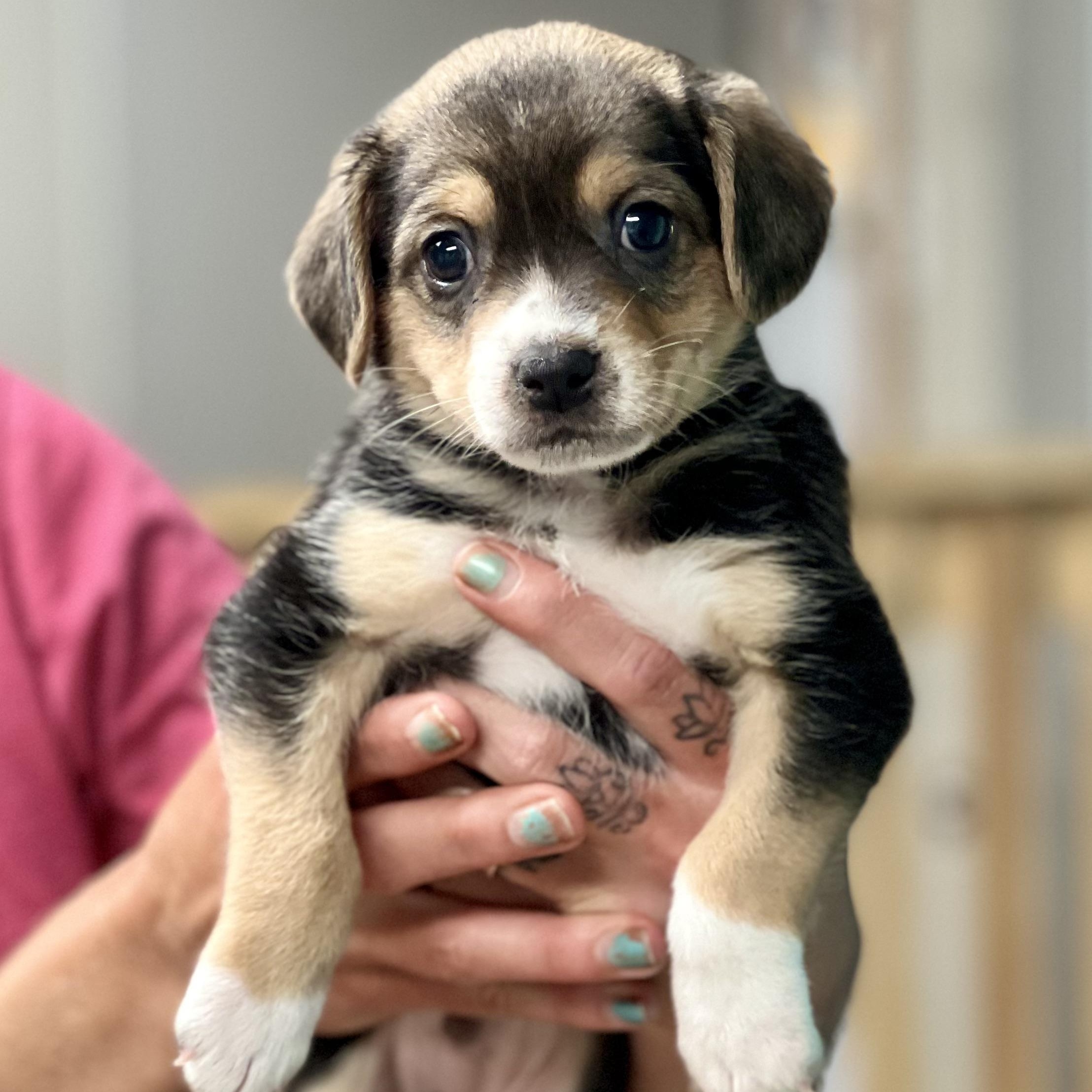 JACK - ARRIVING IN MAINE MAY 2ND, ADOPTABLE, Puppy Male Mixed Breed.