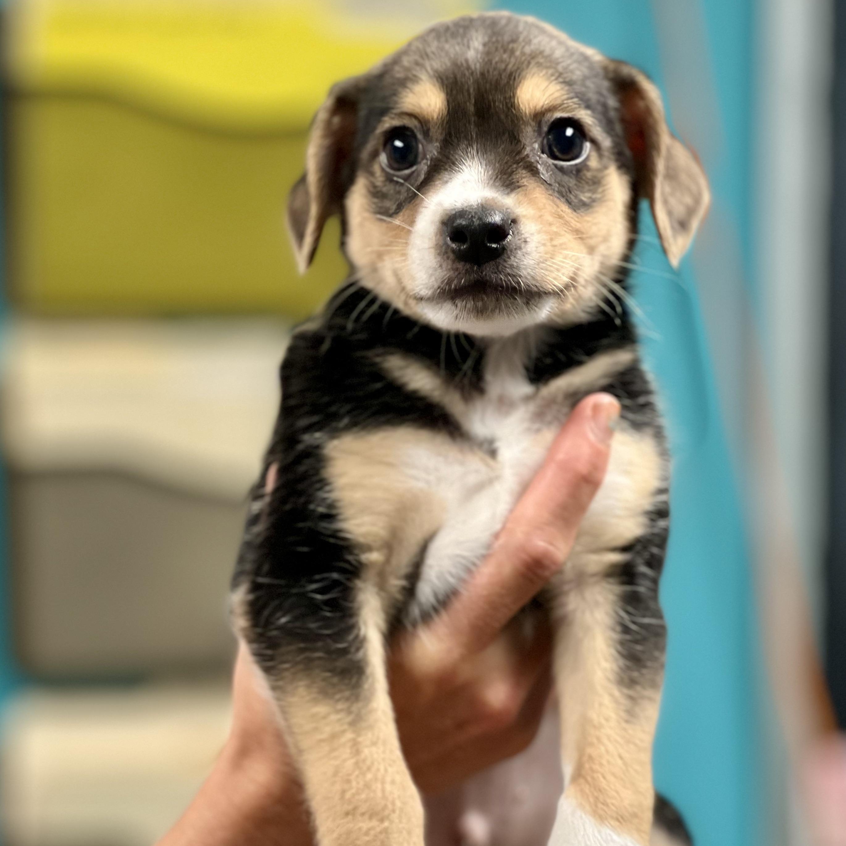 Enlarge JACK - ARRIVING IN MAINE MAY 2ND, a ADOPTABLE Mixed Breed in Berwick, ME image 3/4