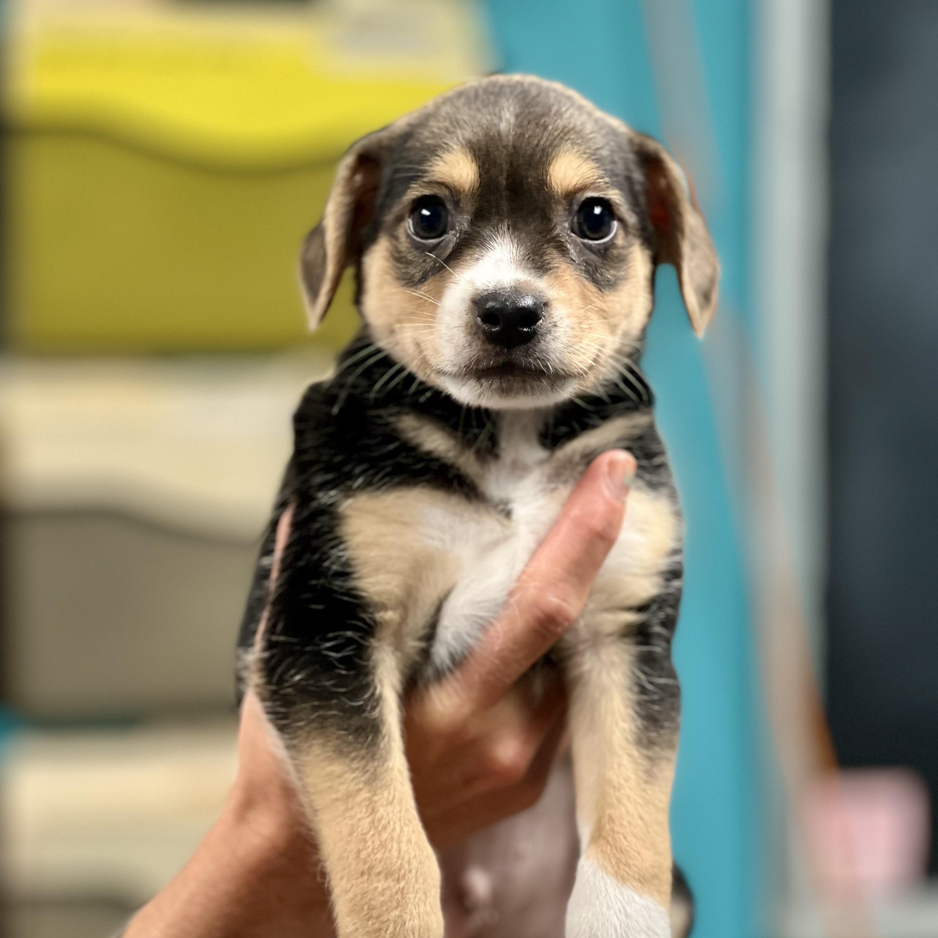 Enlarge JACK - ARRIVING IN MAINE MAY 2ND, a ADOPTABLE Mixed Breed in Berwick, ME image 4/4