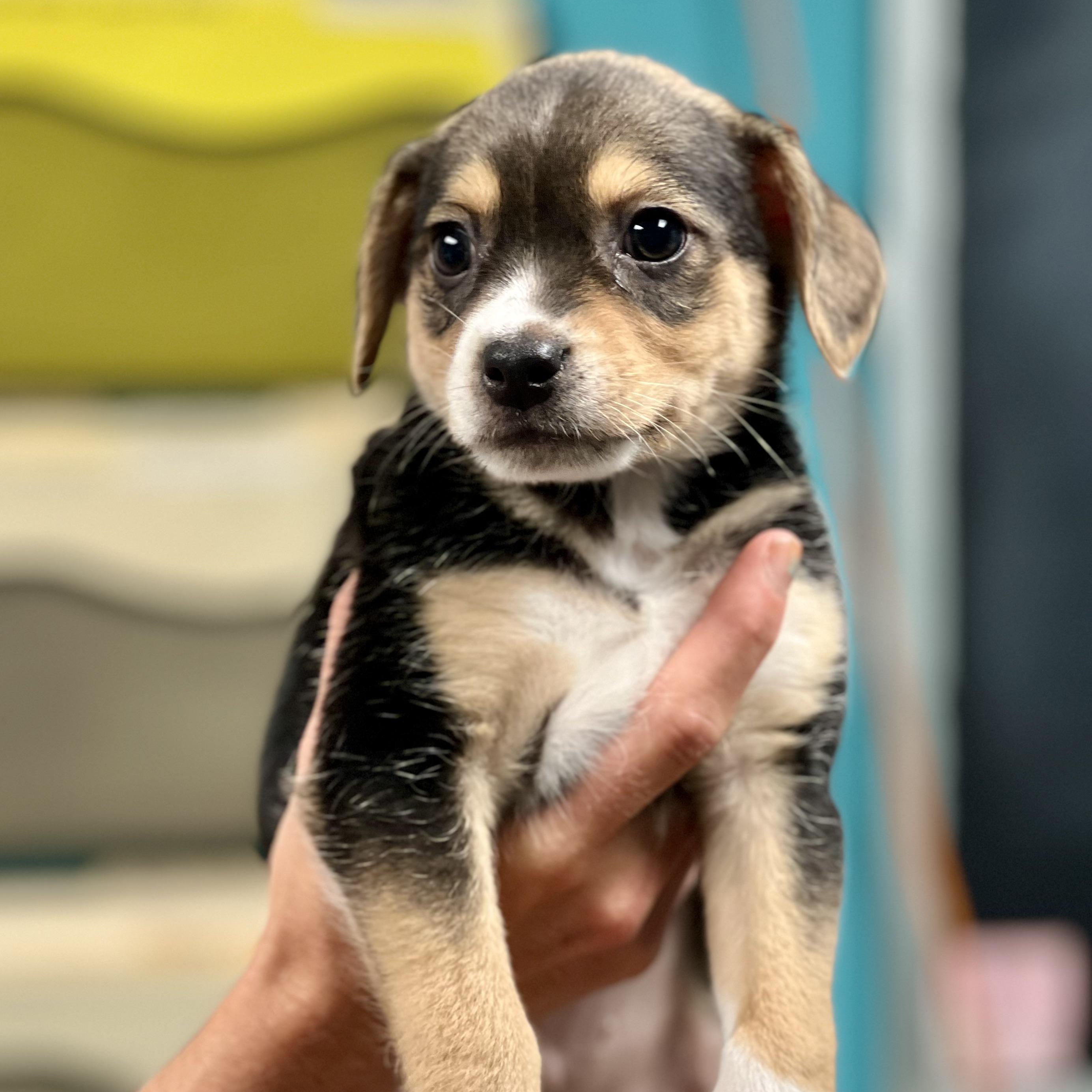 Enlarge JACK - ARRIVING IN MAINE MAY 2ND, a ADOPTABLE Mixed Breed in Berwick, ME image 2/4