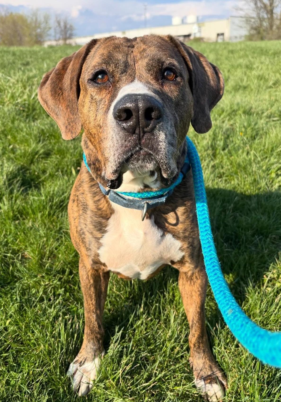 Enlarge Dude, a Adoptable Hound in Youngstown, OH image 2/6